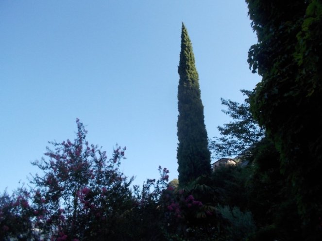 DSCN2556 (FILEminimizer)