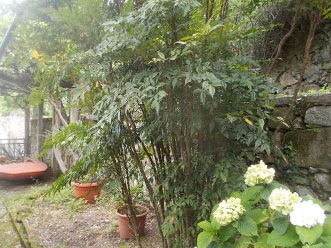 DSCN2598 (FILEminimizer)