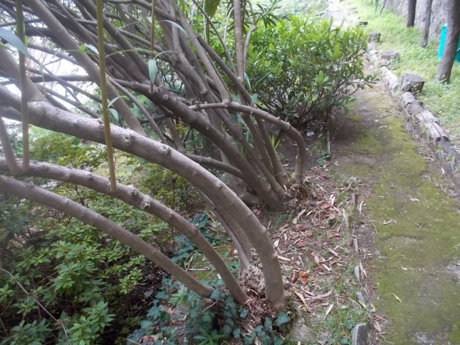 DSCN2604 (FILEminimizer)