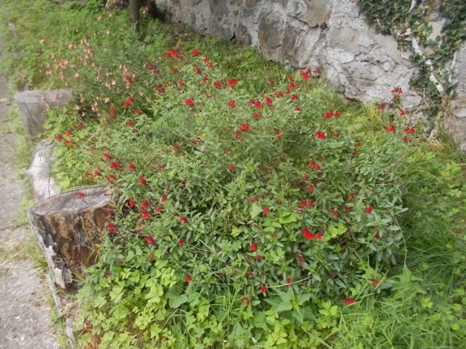 DSCN2614 (FILEminimizer)