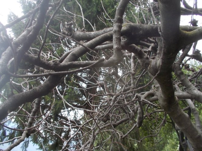 DSCN2621 (FILEminimizer)