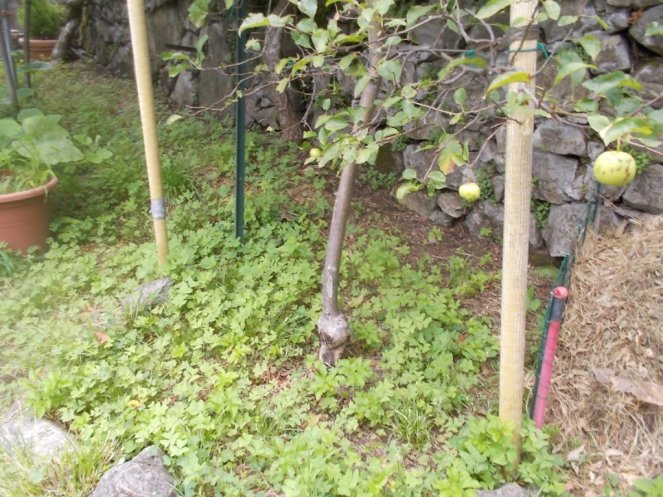 DSCN2640 (FILEminimizer)