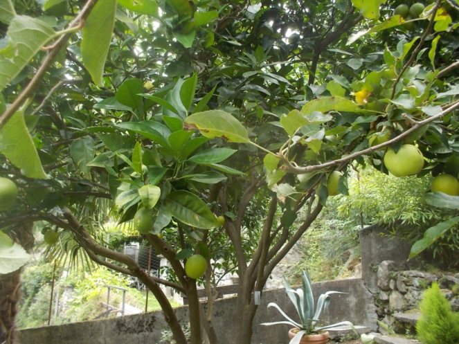 DSCN2645 (FILEminimizer)