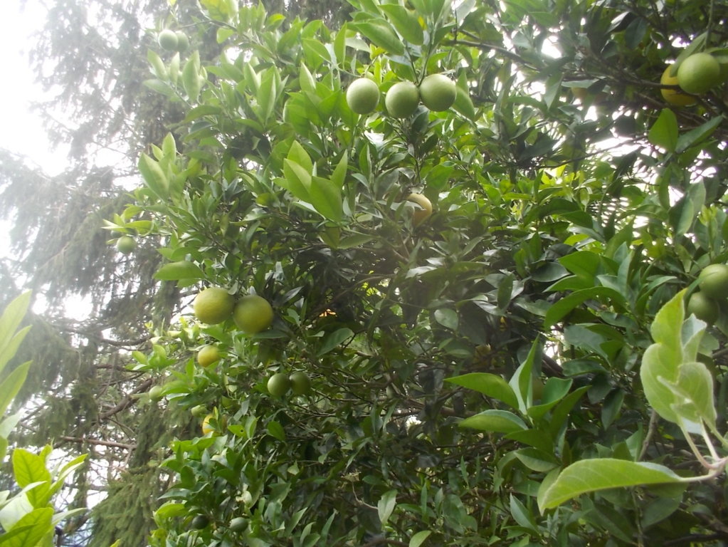 DSCN2646 (FILEminimizer)