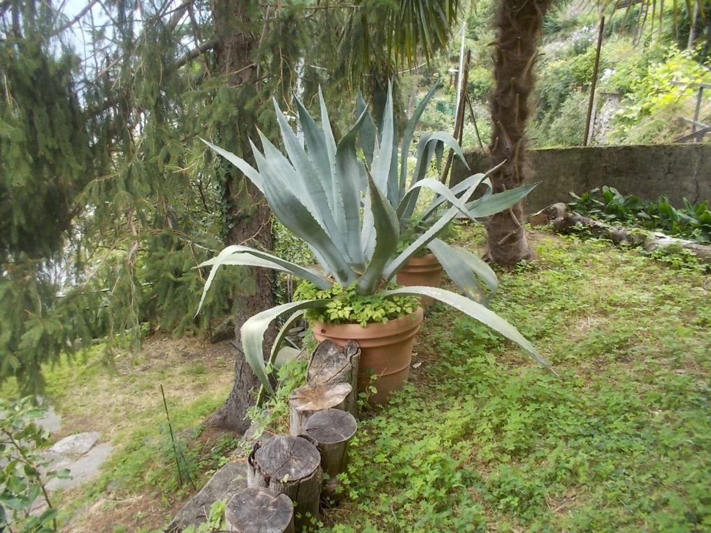 DSCN2647 (FILEminimizer)