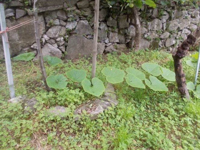 DSCN2649 (FILEminimizer)