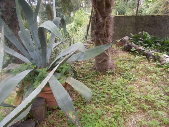 DSCN2651 (FILEminimizer)