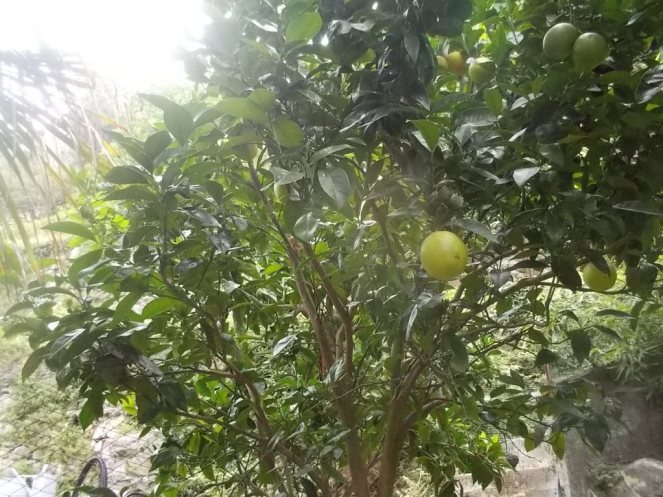 DSCN2656 (FILEminimizer)