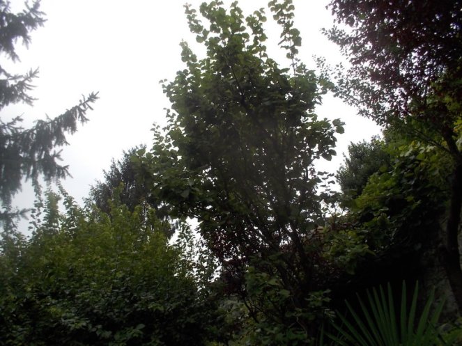 DSCN2660 (FILEminimizer)