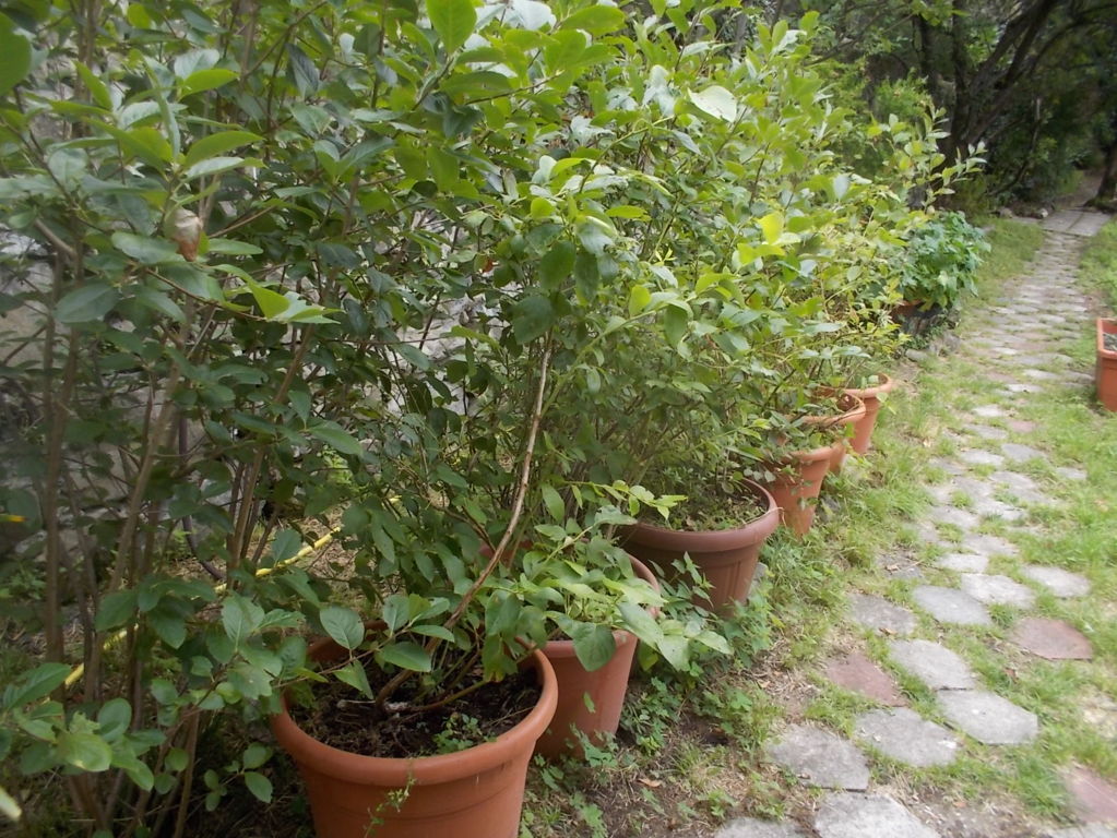 DSCN2661 (FILEminimizer)