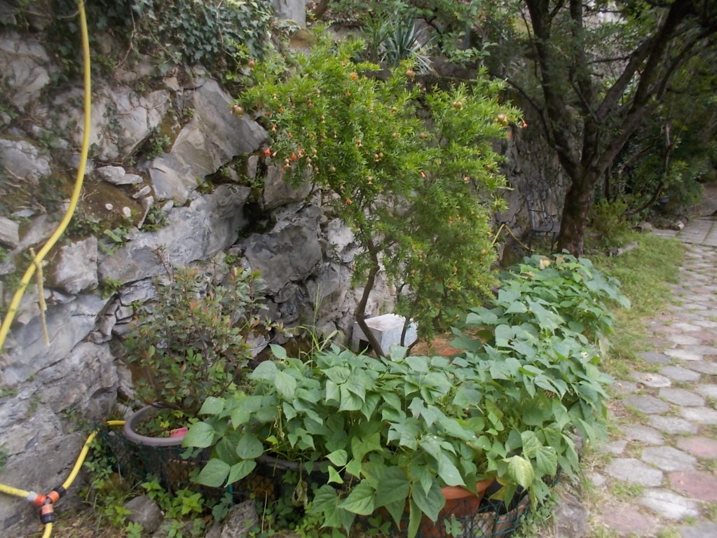 DSCN2664 (FILEminimizer)