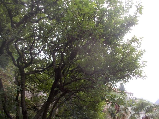 DSCN2666 (FILEminimizer)