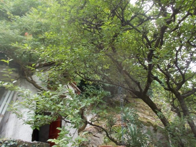 DSCN2667 (FILEminimizer)