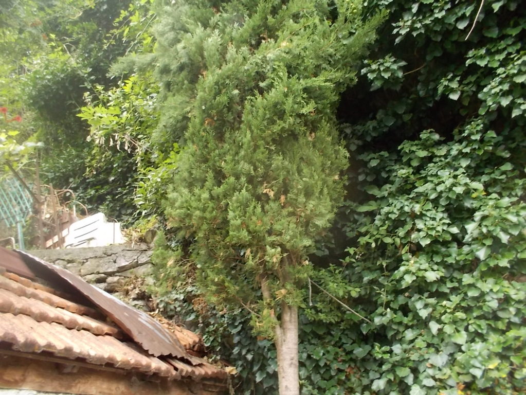 DSCN2688 (FILEminimizer)