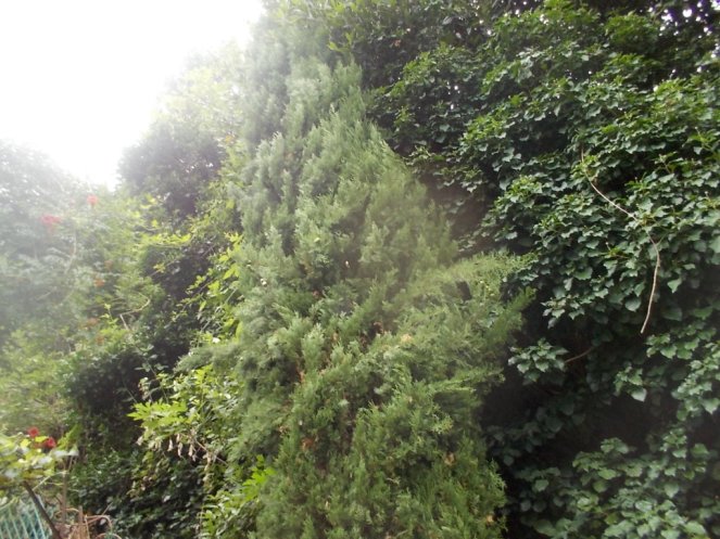 DSCN2689 (FILEminimizer)