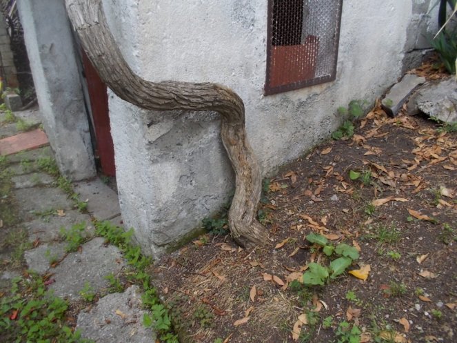 DSCN2690 (FILEminimizer)