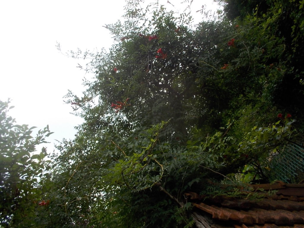 DSCN2691 (FILEminimizer)