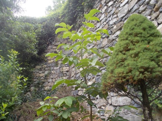 DSCN2704 (FILEminimizer)