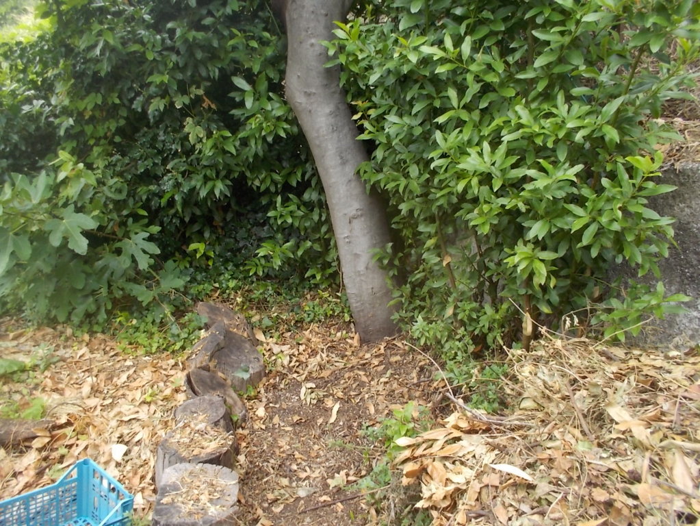 DSCN2705 (FILEminimizer)