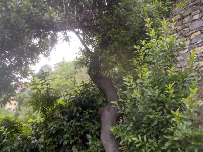 DSCN2706 (FILEminimizer)