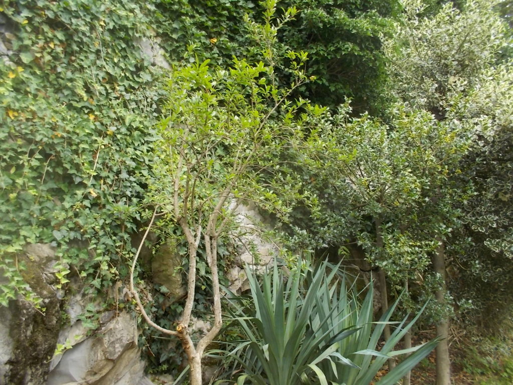 DSCN2709 (FILEminimizer)