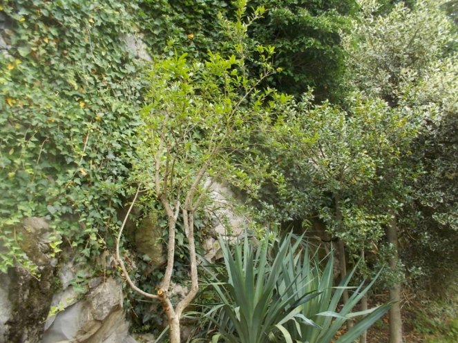 DSCN2709 (FILEminimizer)