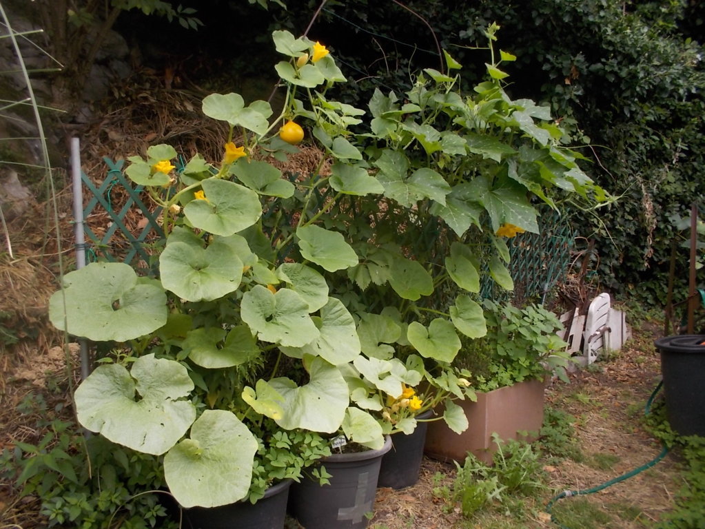 DSCN2715 (FILEminimizer)