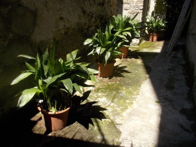 DSCN2846 (FILEminimizer)