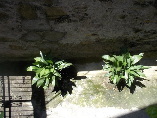 DSCN2849 (FILEminimizer)