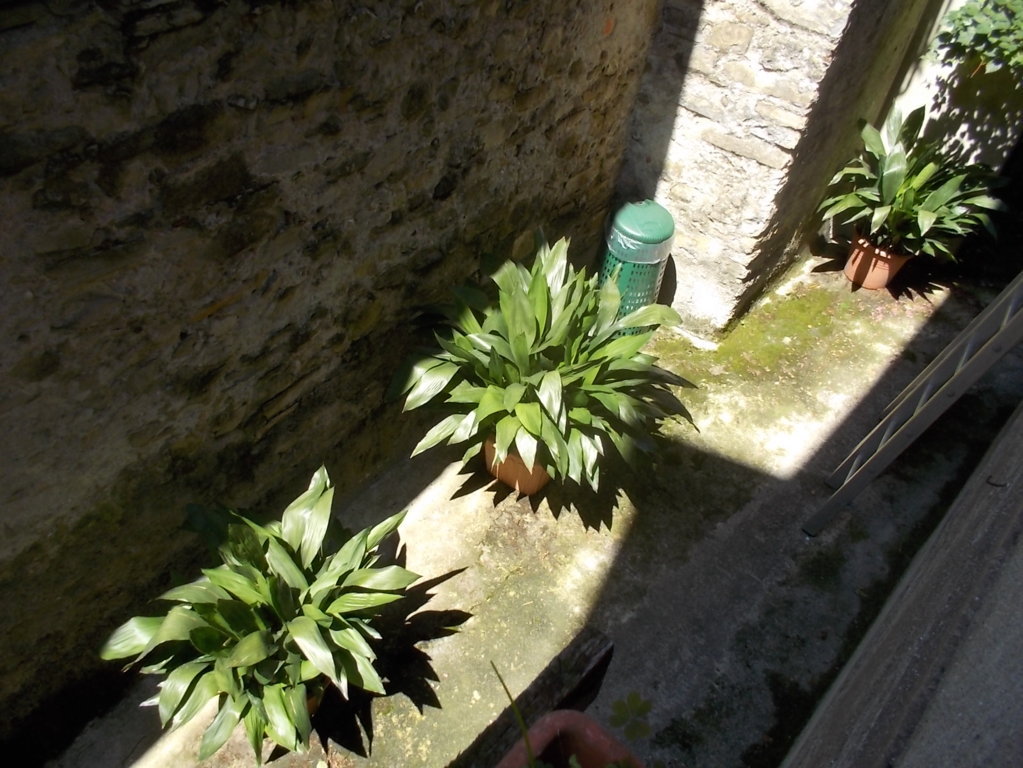 DSCN2850 (FILEminimizer)