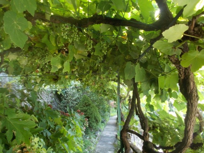 DSCN2884 (FILEminimizer)