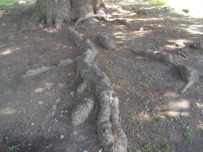 DSCN2925 (FILEminimizer)