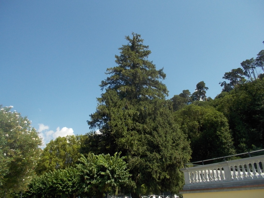 DSCN2930 (FILEminimizer)