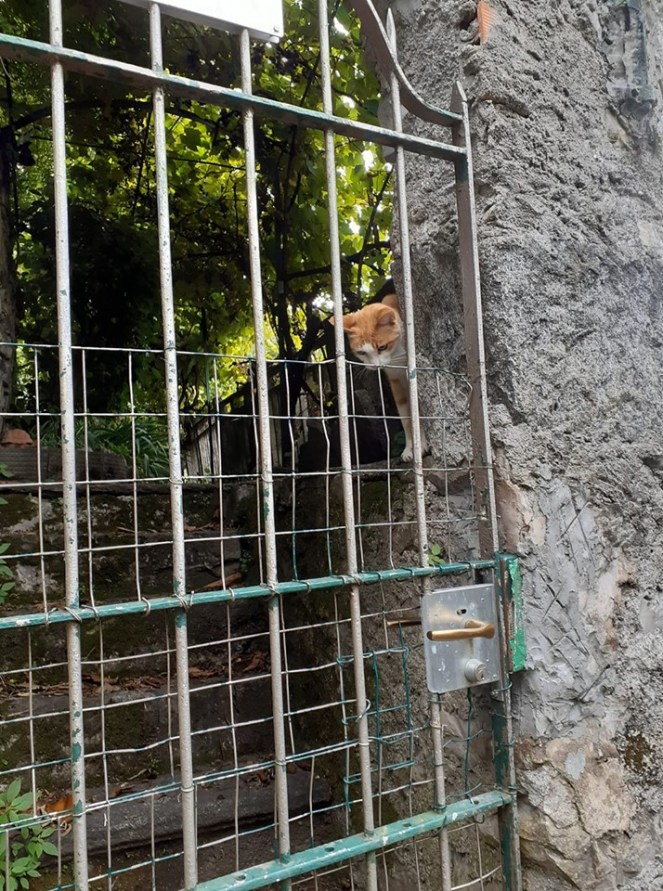 70836668_10215354680965820_5572430212102094848_n