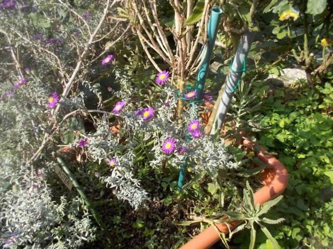 DSCN2972 (FILEminimizer)