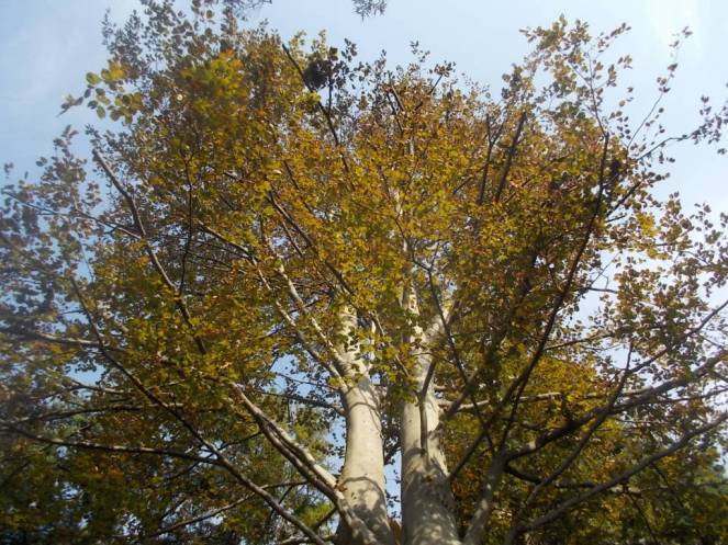 DSCN3003 (FILEminimizer)