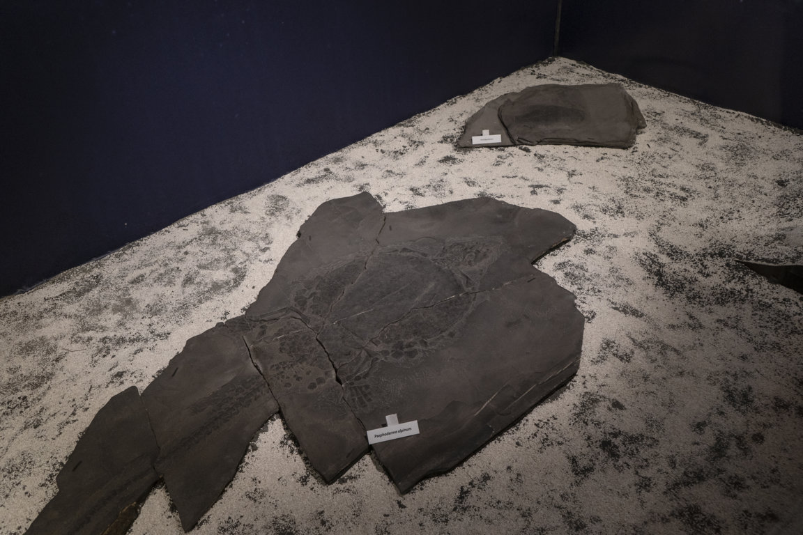 _DSC7107 (FILEminimizer)