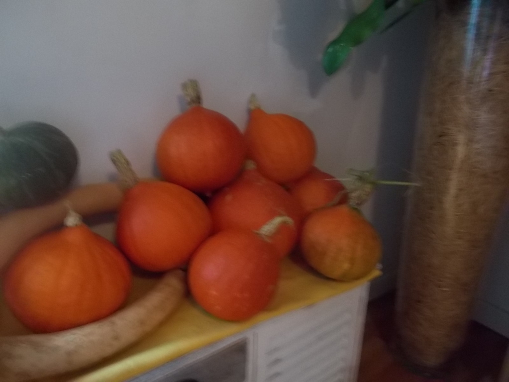 DSCN3049 (FILEminimizer)