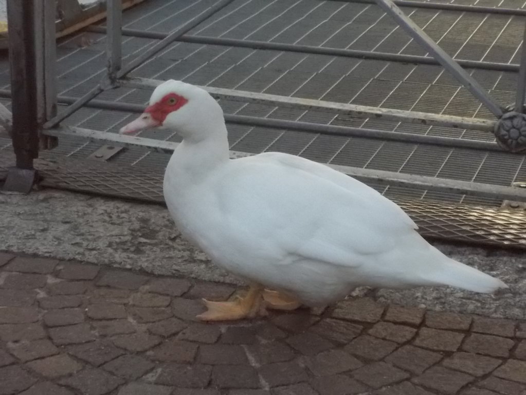 DSCN3092 (FILEminimizer)