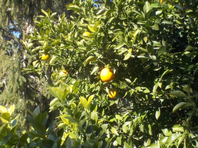 DSCN3218 (FILEminimizer)