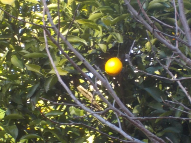 DSCN3219 (FILEminimizer)