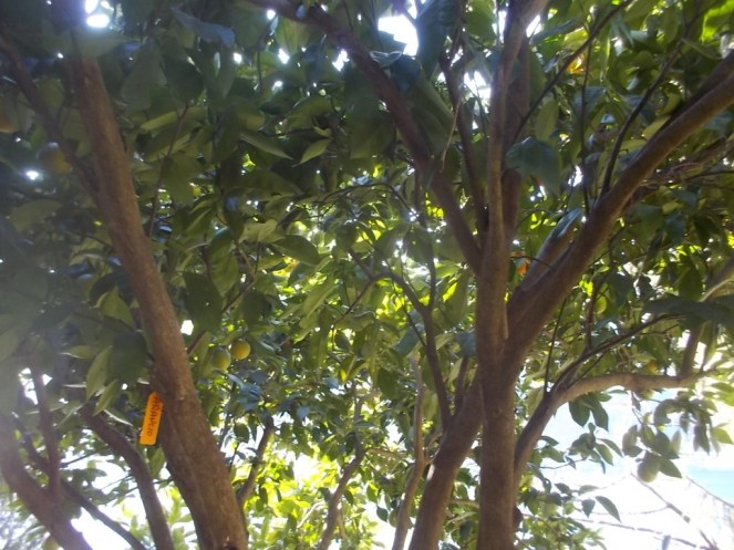 DSCN3228 (FILEminimizer)