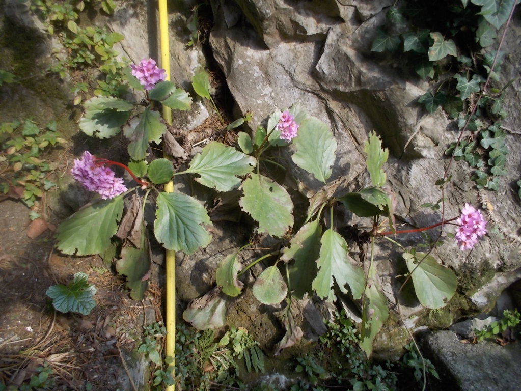 DSCN3287 (FILEminimizer)