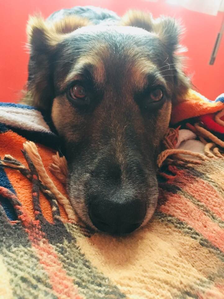 90830527_10221885891446416_4540113699859333120_n