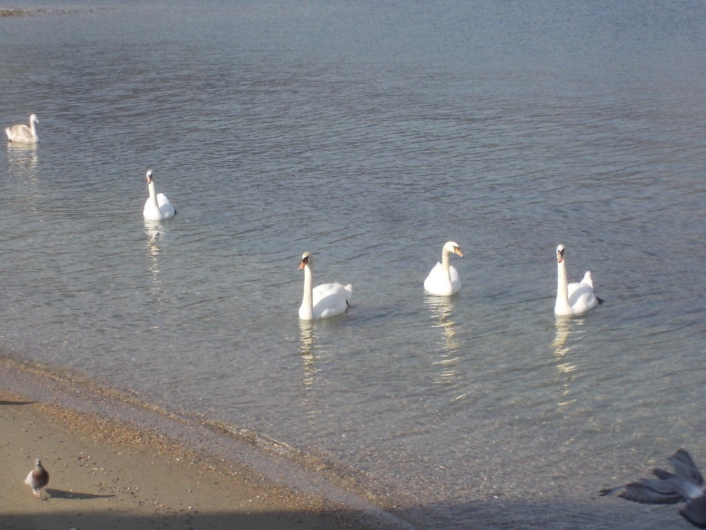 DSCN3298 (FILEminimizer)