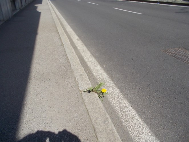 DSCN3368 (FILEminimizer)