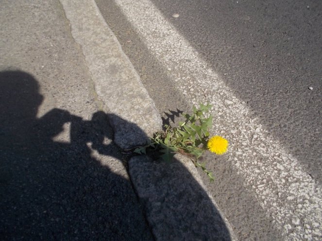 DSCN3369 (FILEminimizer)