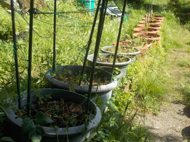 DSCN3389 (FILEminimizer)