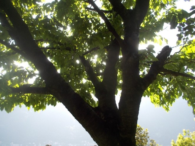 DSCN3396 (FILEminimizer)