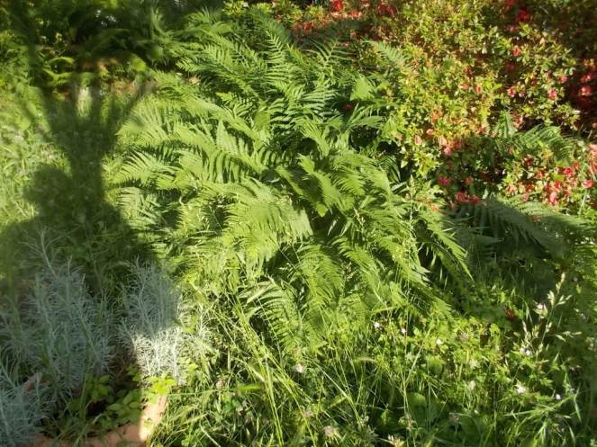 DSCN3402 (FILEminimizer)